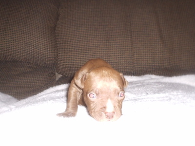 runt